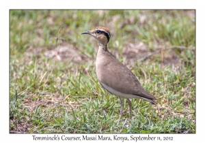 Temminck's Courser