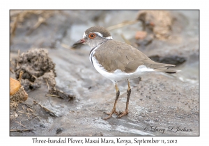 Three-banded Plover