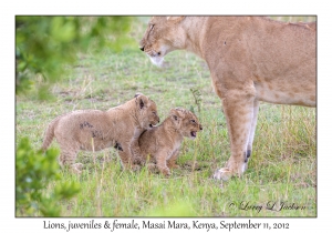 Lions, juveniles & female