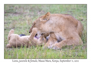 Lions, juvenile & female