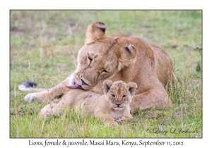 Lions, juvenile & female