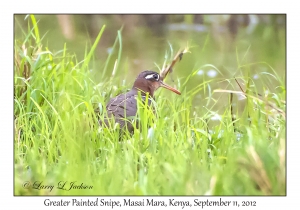 Greater Painted Snipe