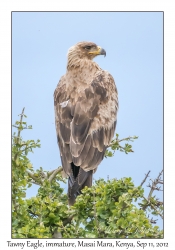 Tawny Eagle, immature