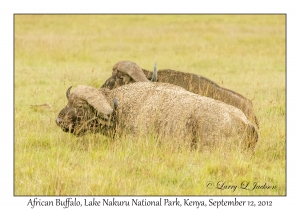 African Buffalo