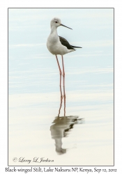 Black-winged Stilt