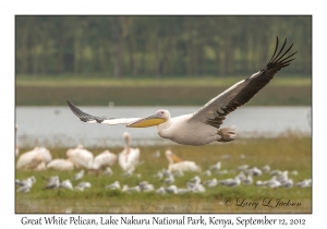 Great White Pelican