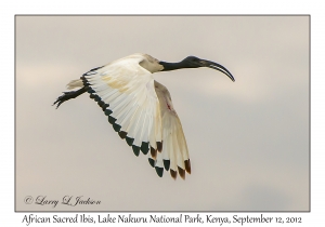 African Sacred Ibis