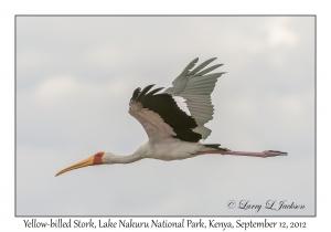 Yellow-billed Stork