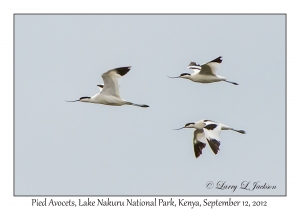 Pied Avocets