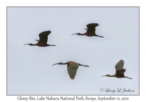 Glossy Ibis