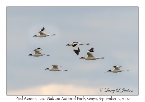 Pied Avocets