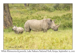 White Rhinoceros & juvenile