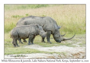 White Rhinoceros & juvenile