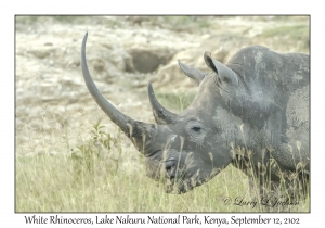 White Rhinoceros