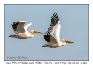 Great White Pelicans