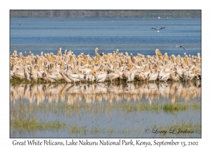 Great White Pelicans