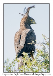 Long-crested Eagle