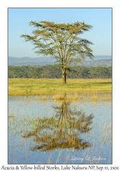 Acacia & Yellow-billed Storks