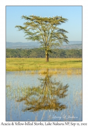 Acacia & Yellow-billed Storks