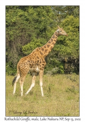 Rothschild Giraffe