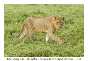 Lion