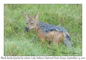 Black-backed Jackal & Rodent