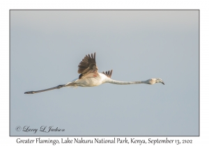 Greater Flamingo