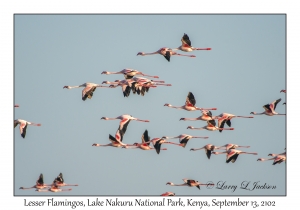 Lesser Flamingos