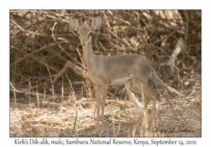 Kirk's Dik-dik