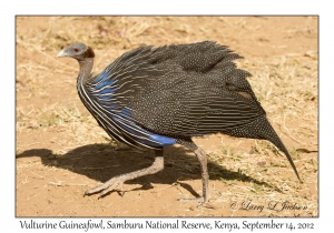 Vulturine Guineafowl