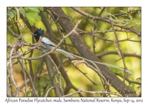 African Paradise Flycatcher