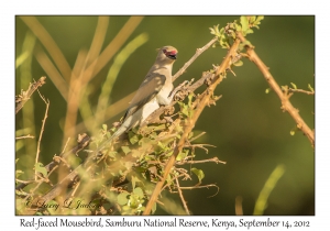 Red-faced Mousebird