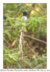 African Paradise Flycatcher