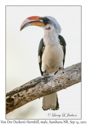 Von Der Decken's Hornbill