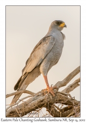 Eastern Pale Chanting Goshawk