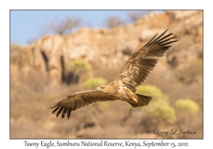 Tawny Eagle