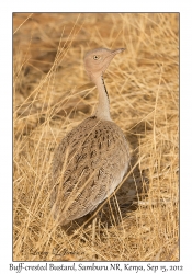 Buff-crested Bustard