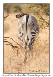 Grevy's Zebra