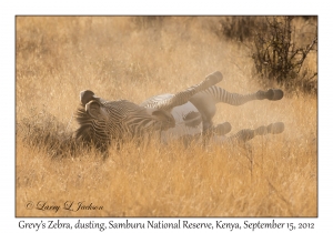 Grevy's Zebra