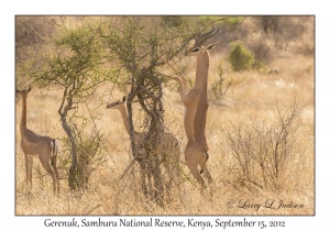 Gerenuk