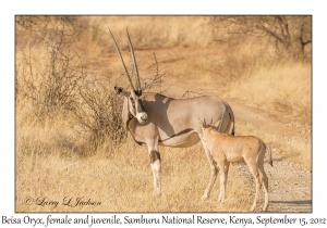 Beisa Oryx