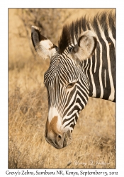 Grevy's Zebra