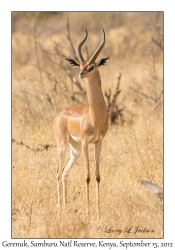 Gerenuk