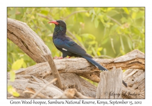 Green Wood-hoopoe