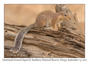 Unstriped Ground Squirrel