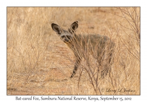 Bat-eared Fox