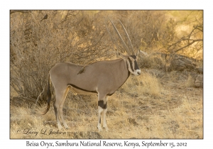 Beisa Oryx