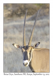 Beisa Oryx