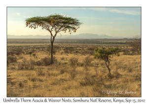 Umbrella Thorn Acacia with Weaver Nests