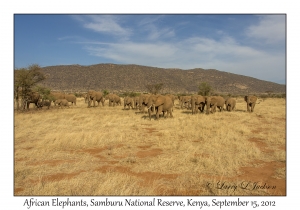 African Elephants